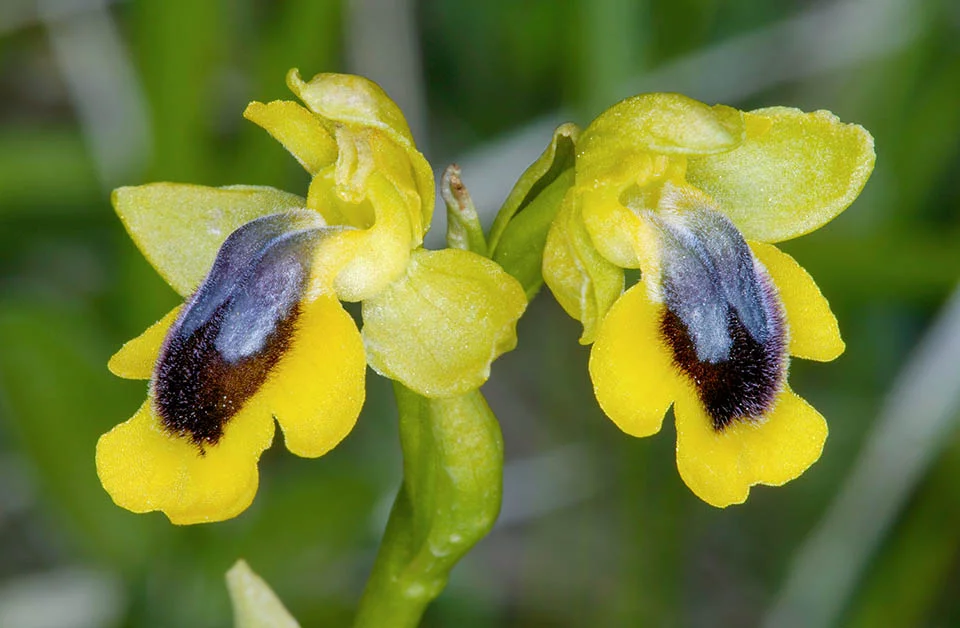 2 Ophrys lutea