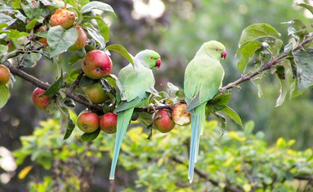 ЛОНДОНСКИТЕ ПАПАГАЛИ PARAKEET 3 0 tF9JpI2EhVvPB8Ng