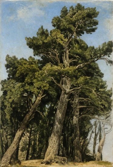 Study of Trees