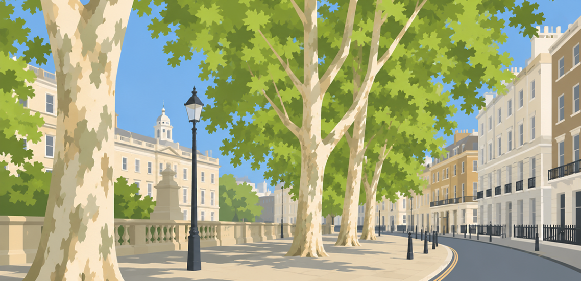 London plane trees
